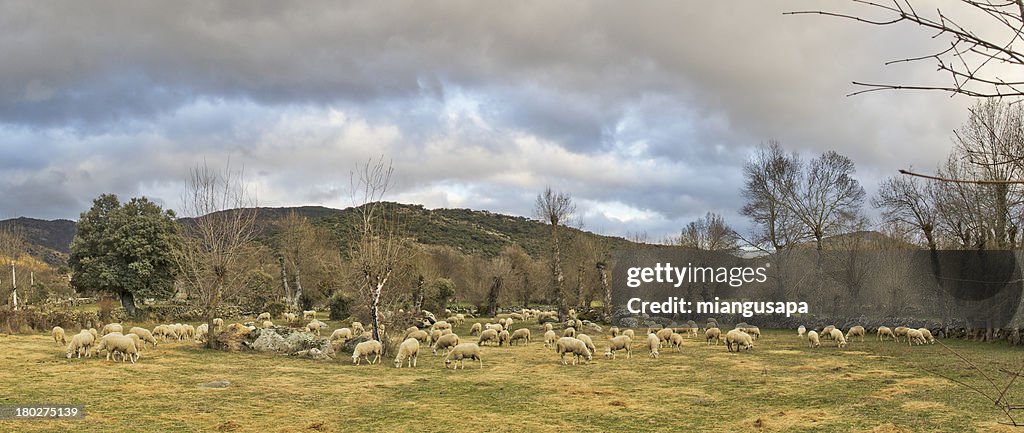 A flock grazing in a field