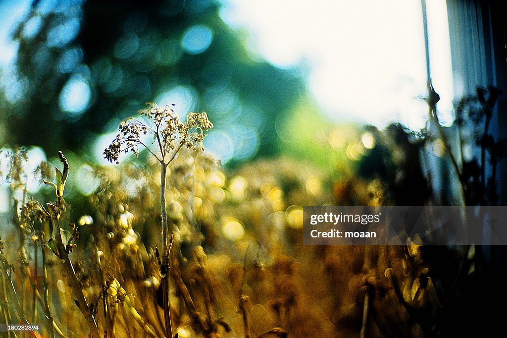Withered Flower