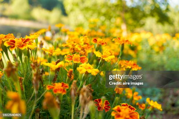 close-up of front view of beautiful coreopsis lanceolata flowers - coreopsis lanceolata stock pictures, royalty-free photos & images