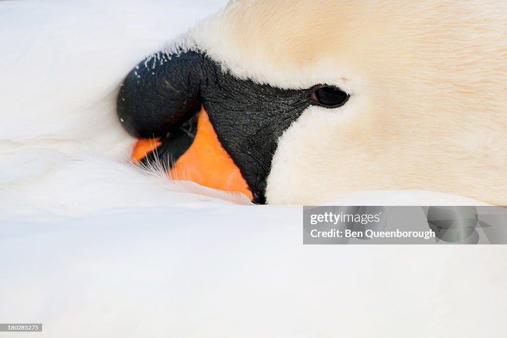 A Mute Swan tucks its head into its wing