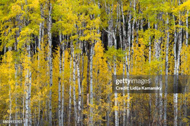 aspen trunks - methow valley stock pictures, royalty-free photos & images