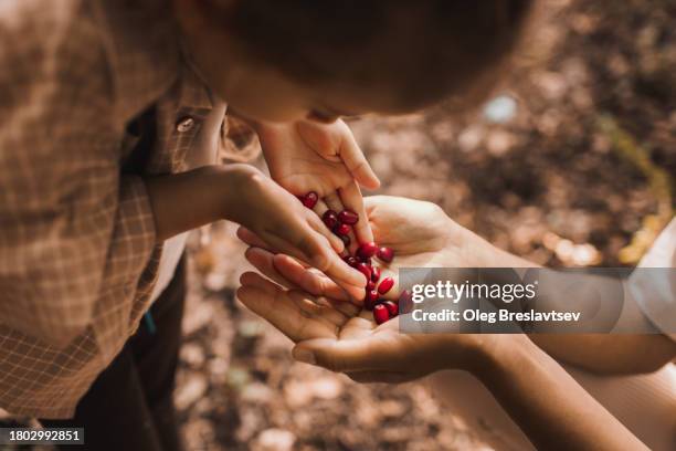 mother takes handful of wild forest dogwood berries from her child. family picking berries - dogwood family imagens e fotografias de stock