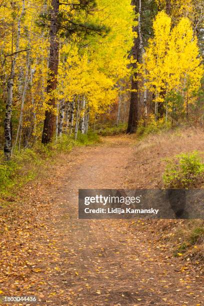 aspen path - ponderosa pine tree stock pictures, royalty-free photos & images