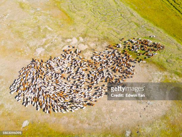 drone point of view flock of sheep in mongolia pasture - herding stock pictures, royalty-free photos & images