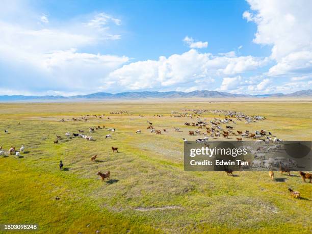 drohnen-sicht: schafherde auf mongolei-weide - independent mongolia stock-fotos und bilder