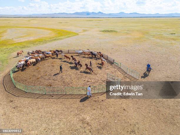 mongolische nomaden treiben pferde von der ranch - mongolischer-abstammung stock-fotos und bilder