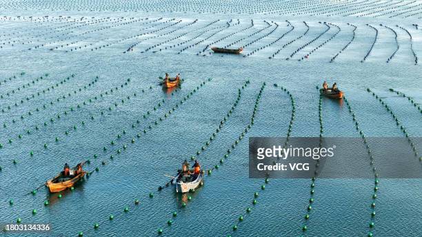 Aerial view of fishermen driving boats to work at the kelp breeding area on November 20, 2023 in Rongcheng County, Weihai City, Shandong Province of...