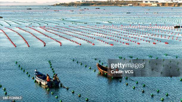 Aerial view of fishermen driving boats to work at the kelp breeding area on November 20, 2023 in Rongcheng County, Weihai City, Shandong Province of...