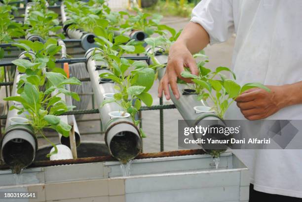 a man is checking his hydroponic green mustard plant. - hydroponics stock pictures, royalty-free photos & images