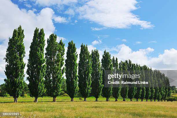 poplar tree row in summer - poplar tree stock pictures, royalty-free photos & images