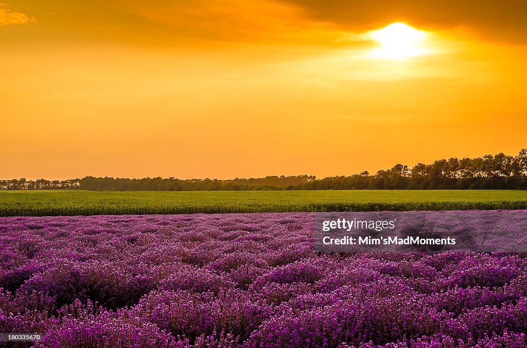 Lavender fields and sunset
