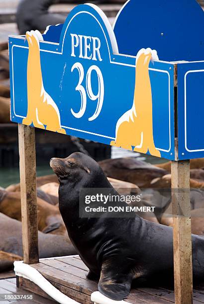 Sea Lion relaxes on Pier 39 at Fisherman's Wharf on September 11, 2013 in San Francisco. The Sea Lions have become a favorite attraction for tourists...