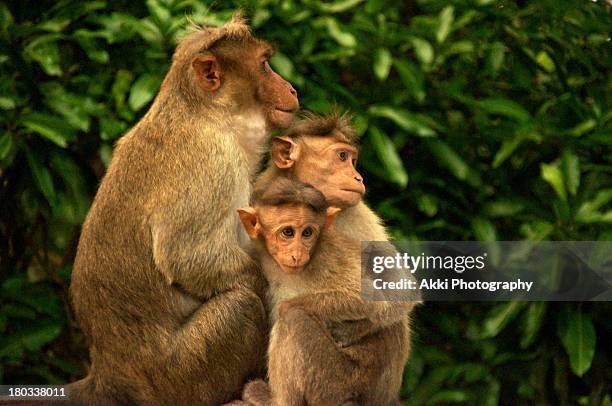 familia apes - hug animal group stock-fotos und bilder