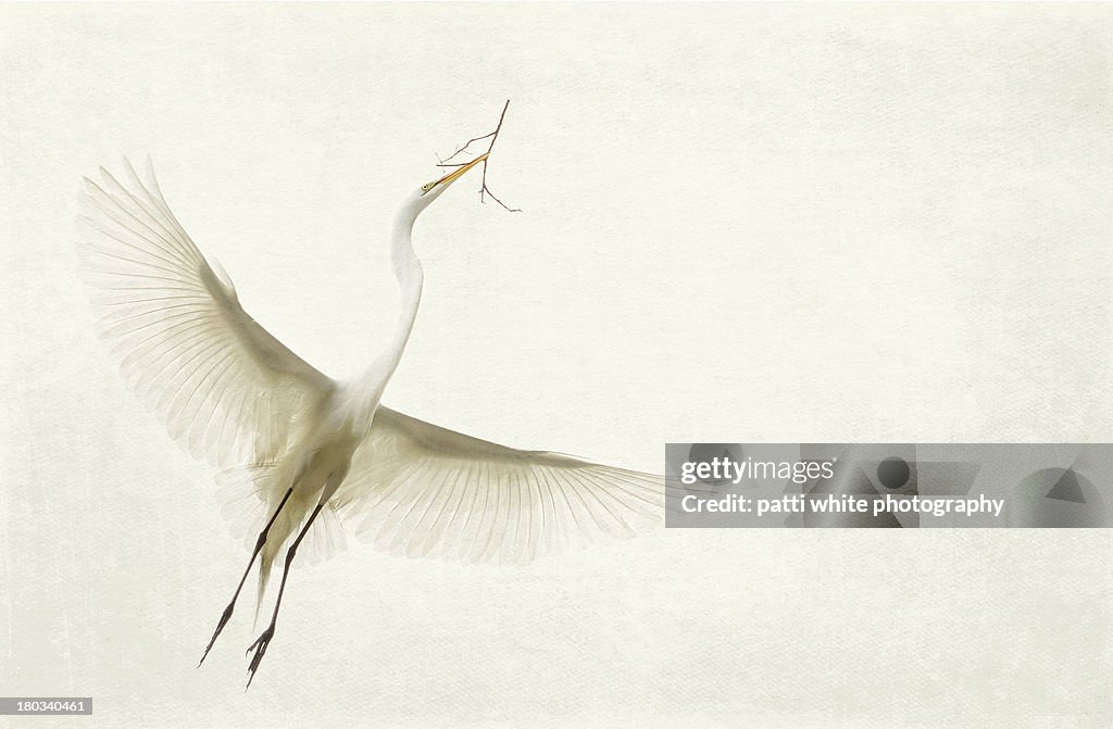 Great White Egret Flying With Twig