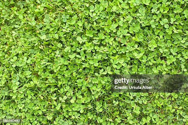Cclovers High-Res Stock Photo