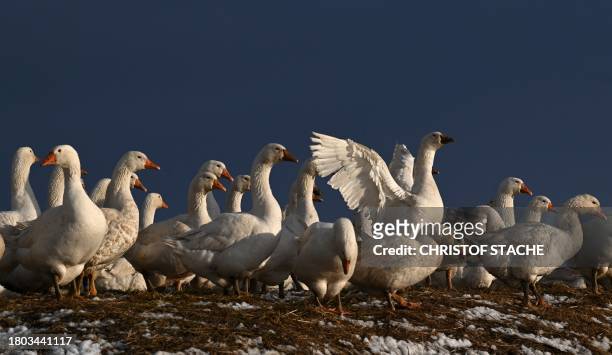 Gaggle of geese stands together on a farm near the small Bavarian village of Alling, southern Germany, on November 26 after the first light autumn...