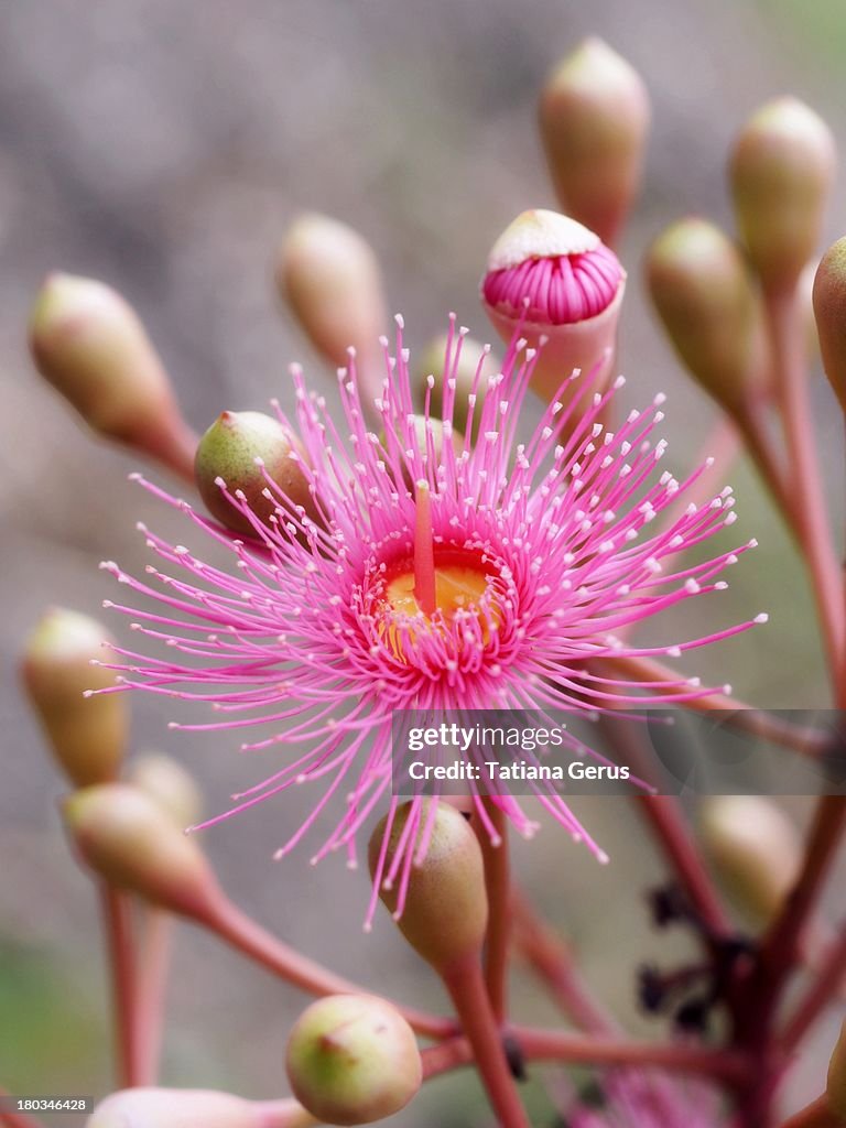Pink flower of eucalypt