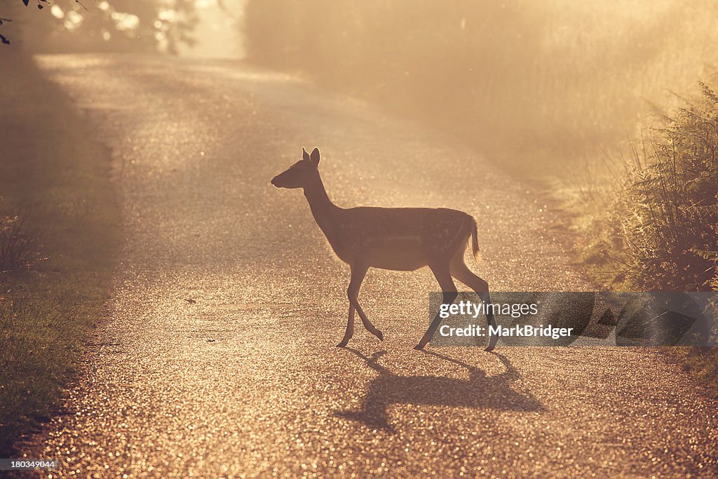 Deer crossing