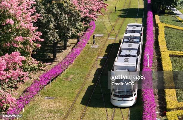 Tram car drives through a sea of ceiba speciosa blossoms on November 17, 2023 in Guangzhou, Guangdong Province of China.