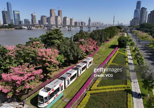 Tram car drives through a sea of ceiba speciosa blossoms on November 17, 2023 in Guangzhou, Guangdong Province of China.