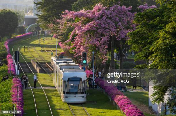 Tram car drives through a sea of ceiba speciosa blossoms on November 19, 2023 in Guangzhou, Guangdong Province of China.