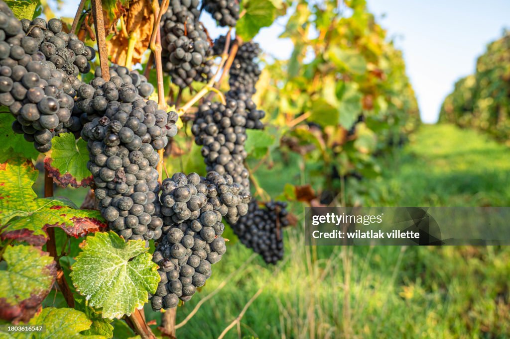 Lush Wine Grapes Clusters Hanging On The champagne