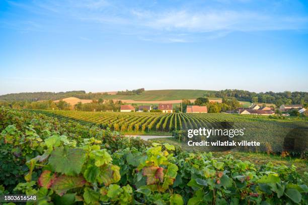 vineyards in the champagne region of france - emmanuelle beart decorated at french ministry of culture stockfoto's en -beelden