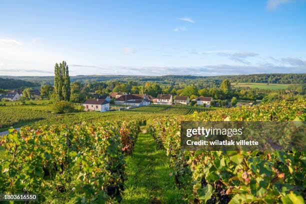 vineyards in the champagne region of france - gironde photos et images de collection