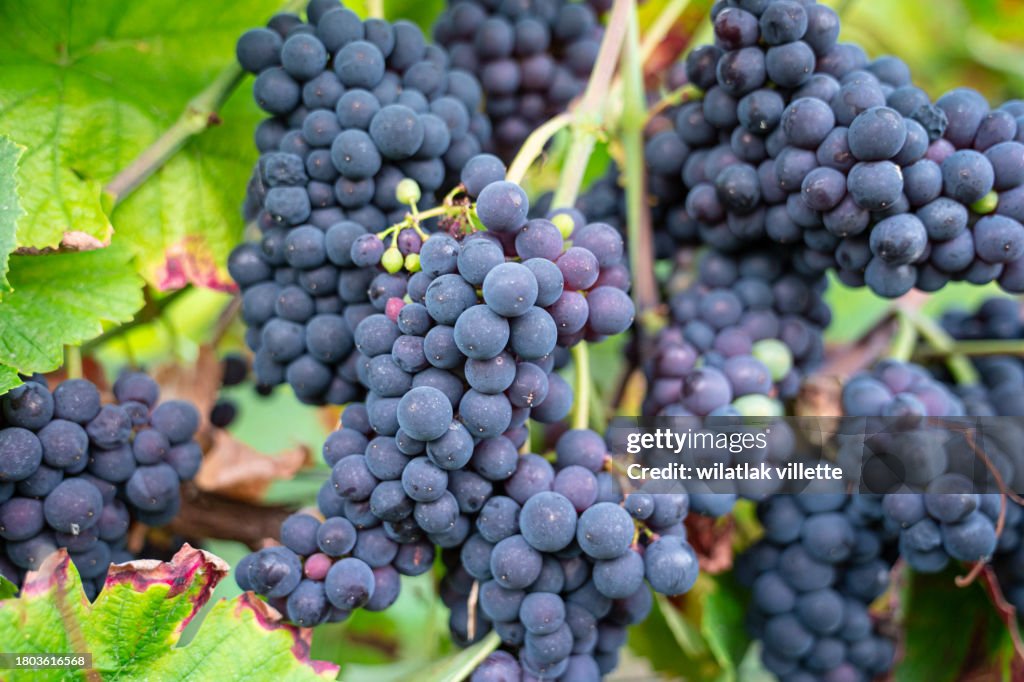 Lush Wine Grapes Clusters Hanging On The champagne