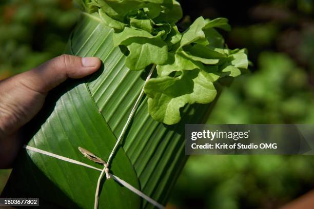 a hand holding an organic vegetable wrapped with banana leaf - princess bean - fotografias e filmes do acervo