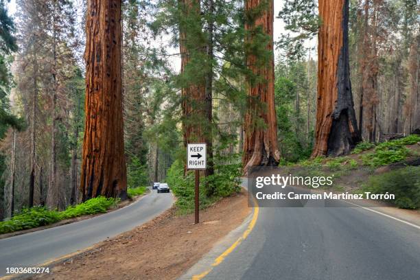 car passing through a road completely covered in trees at sequoia national park, california. usa - sequoia stock pictures, royalty-free photos & images