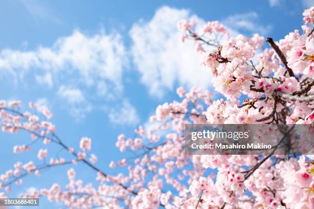 cherry blossoms - japanese stock pictures, royalty-free photos & images