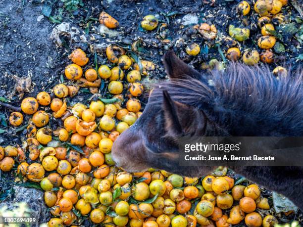 a donkey eating fruit waste in the field. - braying stock pictures, royalty-free photos & images