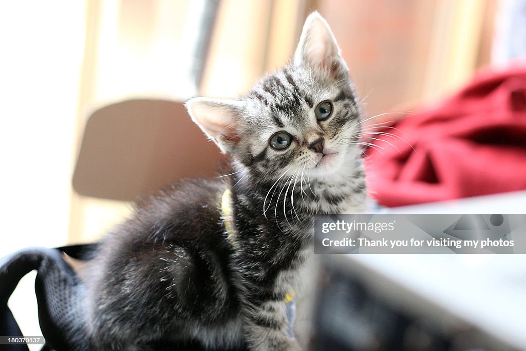 Curiosity Kitten