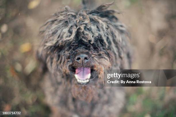 puli dog with mouth open looking in camera - pulis stock pictures, royalty-free photos & images