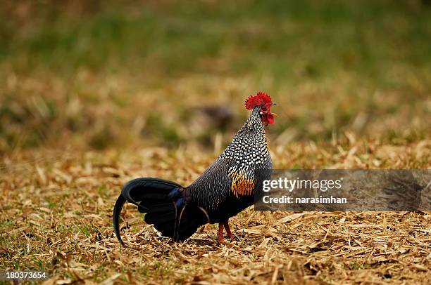 grey jungle fowl - gallus gallus stock pictures, royalty-free photos & images