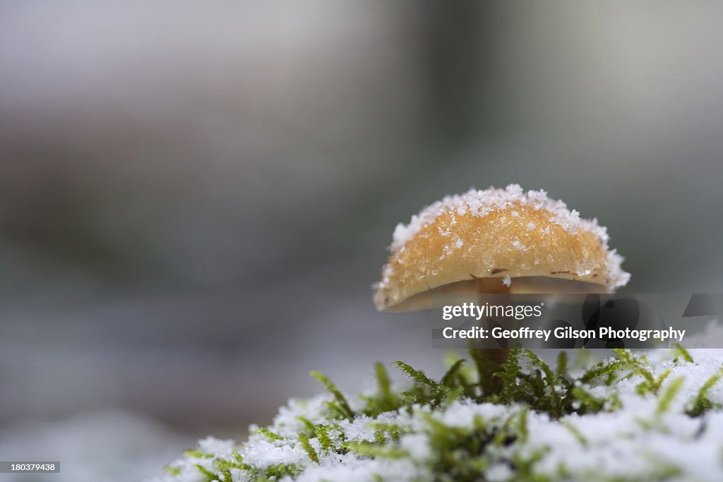 Smooth shroom and snow