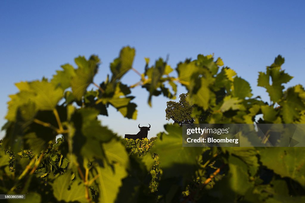 Grape Harvest In The Vineyards Of Bodegas Osborne SA