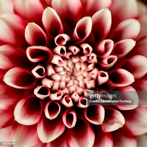 Close up detailed view of a Tiptoe Dahlia during preparations for the annual Harrogate Autumn Flower Show on September 12, 2013 in Harrogate,...