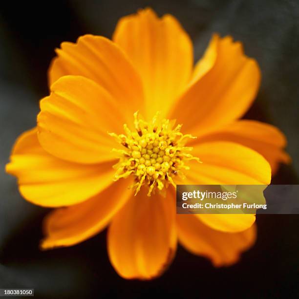 Close up detailed view of the flower of a Cosmos Diablo during preparations for the annual Harrogate Autumn Flower Show on September 12, 2013 in...