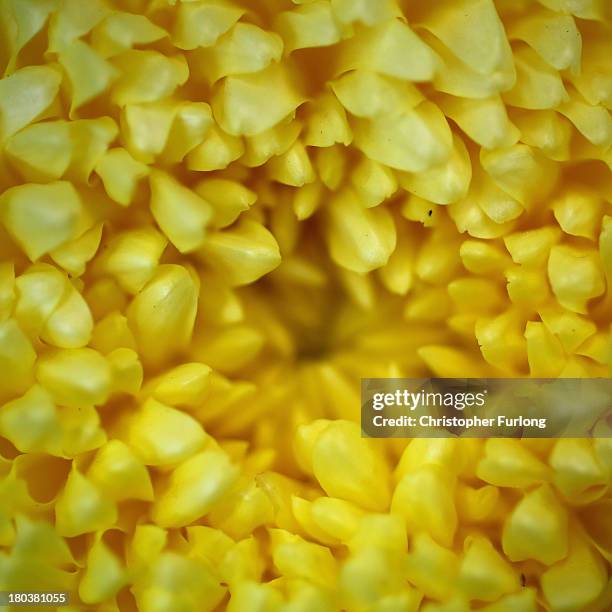 Close up detailed view of a Chrysanthemum during preparations for the annual Harrogate Autumn Flower Show on September 12, 2013 in Harrogate,...