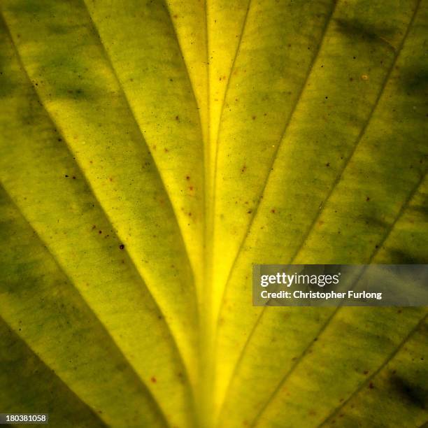 Close up detailed view of the leaf of a Moonlight Hosta during preparations for the annual Harrogate Autumn Flower Show on September 12, 2013 in...