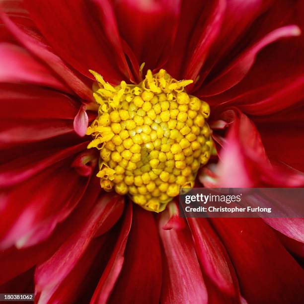 Close up detailed view of a Dylis Ayling Dahlia during preparations for the annual Harrogate Autumn Flower Show on September 12, 2013 in Harrogate,...