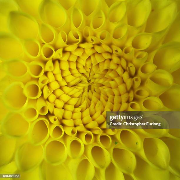 Close up detailed view of a Blyton Golden Girl Dahlia during preparations for the annual Harrogate Autumn Flower Show on September 12, 2013 in...