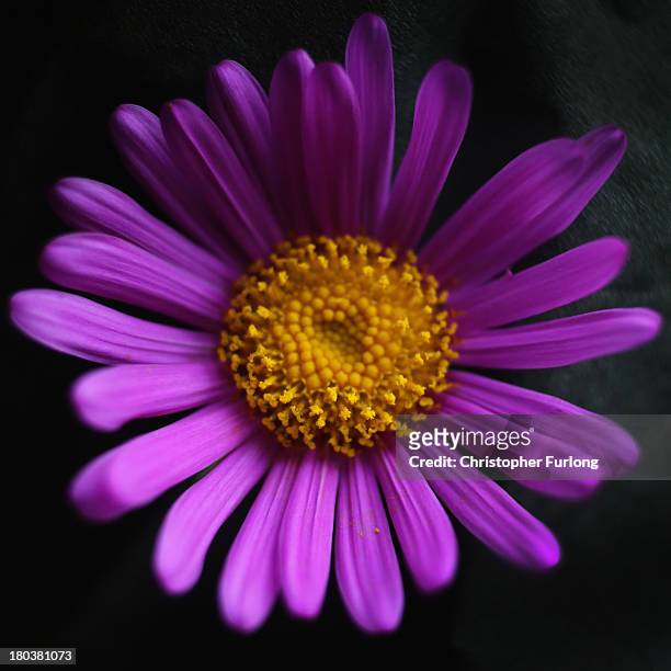Close up detailed view of the flower of a Senecio Pulcher during preparations for the annual Harrogate Autumn Flower Show on September 12, 2013 in...