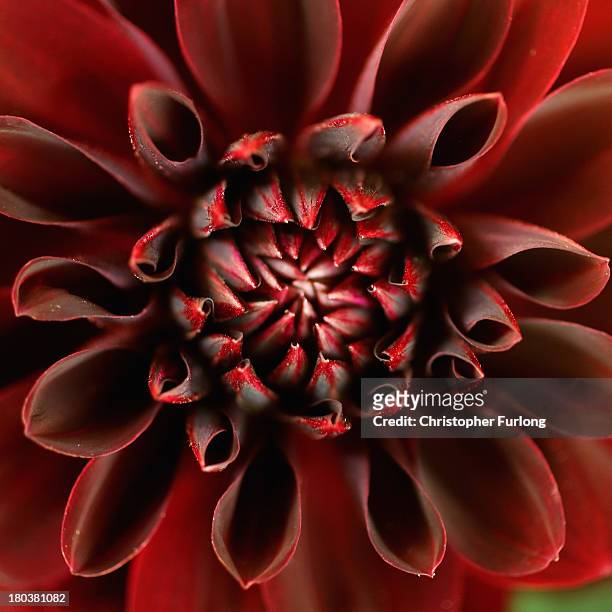 Close up detailed view of an Arabian Night Dahlia during preparations for the annual Harrogate Autumn Flower Show on September 12, 2013 in Harrogate,...