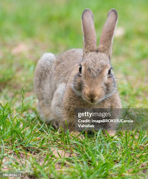 Crouched Rabbit Coney Rabbit Photos and Premium High Res Pictures - Getty Images