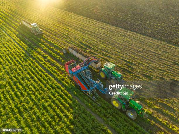 harvesting carrots in a field with a harvester - john deere bildbanksfoton och bilder