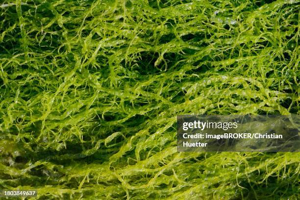 intestinal kelp (enteromorpha), brittany, france - enteromorpha stock pictures, royalty-free photos & images