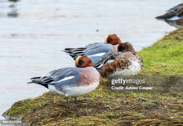 eurasian wigeon, anas penelope at leighton moss in silverdale, lancashire, uk. - silverdale lancashire stock pictures, royalty-free photos & images